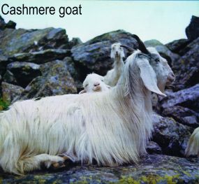 fibra di origine animale cashmere goat.jpg